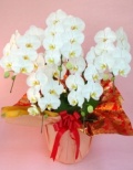 胡蝶蘭　白大輪　５本立ち　４５輪以上(つぼみ込み）＊送料無料