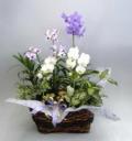 【送料無料】洋蘭アレンジバスケットE