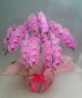 【送料無料】最高級　胡蝶蘭　ピンク　５本立ち　６０輪以上