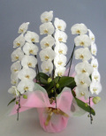 【送料無料】最高級胡蝶蘭大輪系白　３本立　４０輪以上