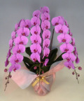 【送料無料】最高級胡蝶蘭　ピンク　３本立ち　４５輪以上