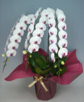 【送料無料】芸術領域　限定　高級胡蝶蘭　白赤　３本立ち　５０輪以上