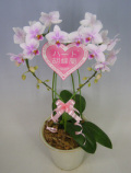 【送料無料】スズキラン園ー　ハート胡蝶蘭　ミディタイプ　さくらこ