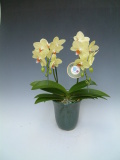 【送料無料】洋蘭の鉄人森田洋蘭園-胡蝶蘭(ミディ）黄色２Ｆ