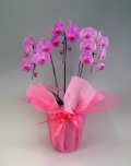 【送料無料】胡蝶蘭大輪系ピンク　３本立16輪以上（在庫なし）