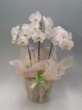 【送料無料】胡蝶蘭大輪系白　３本立16輪以上