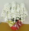 胡蝶蘭　白大輪　15本立ち　135輪以上＊送料無料