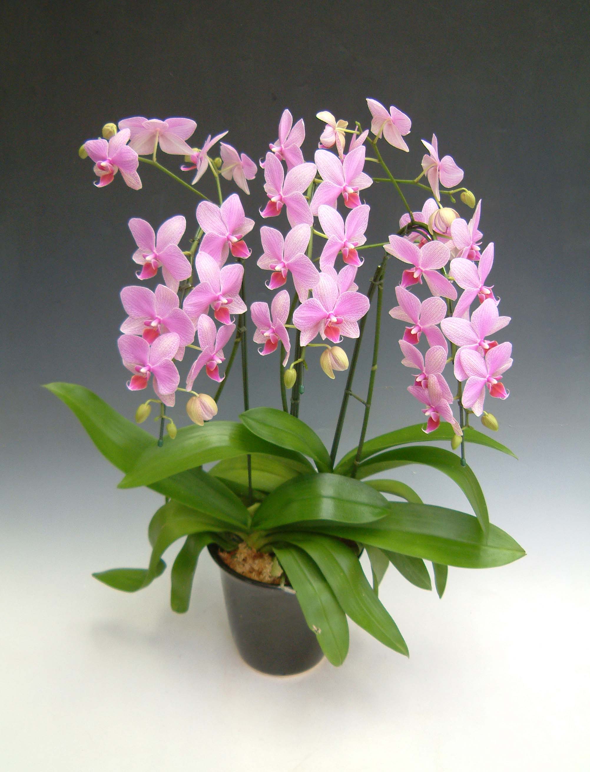 出店14年記念 現在つぼみ多めとなっております 洋蘭の鉄人 森田氏が育てた紅白ミックス胡蝶蘭5本立ち つぼみ含む 60輪前後