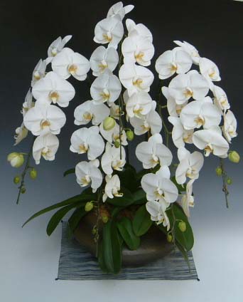 【送料無料】洋蘭の鉄人森田洋蘭園-胡蝶蘭(まどか）白　5本立