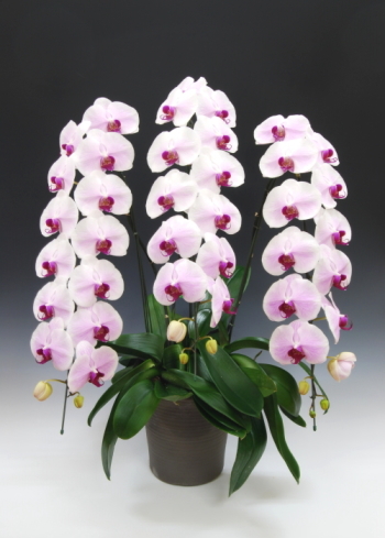 【送料無料】おぎの蘭園ー胡蝶蘭19輪　薄ピンク大輪：苺みるく