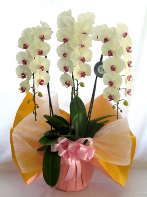 【送料無料】大沢洋蘭園ー胡蝶蘭大輪系　白赤　3本立　３３輪