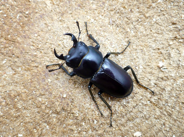 オキナワコクワガタ33mm