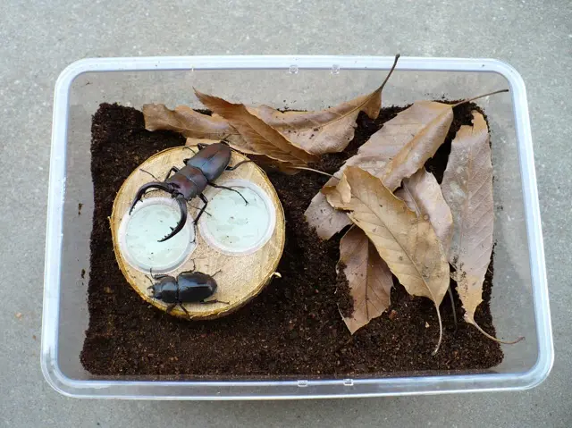 国産ノコギリクワガタの飼育例