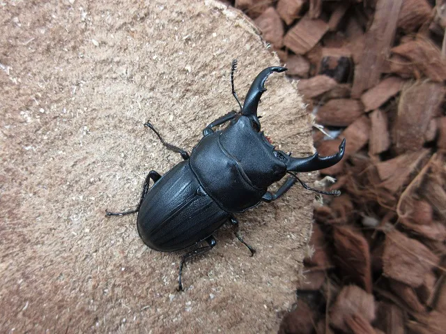 天然スジブトヒラタクワガタ(徳之島)48ミリ