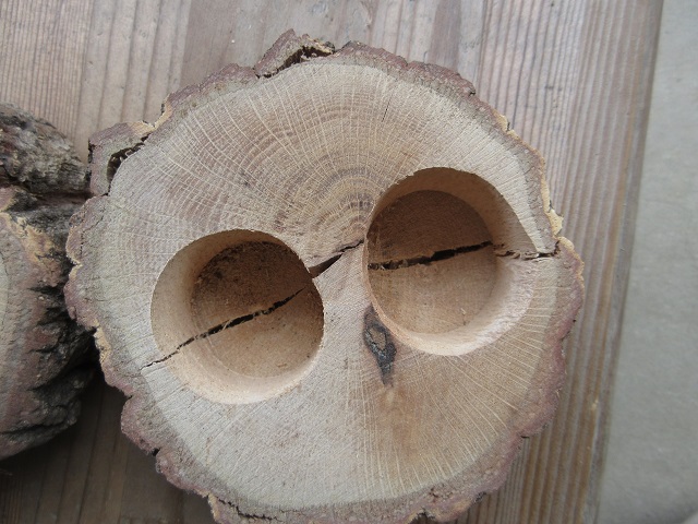 アウトレット、ワイドカップ用エサ皿2つ穴開き