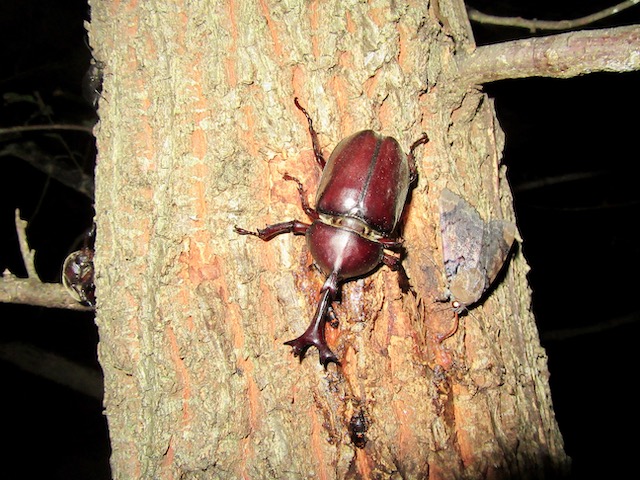 国産カブトムシ「在庫約25匹」 国産カブトムシ「在庫約25匹」