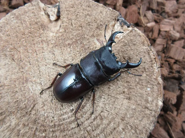 ダイトウヒラタクワガタ（北大東島産）47ミリペア販売/クワガタ工房 虫吉