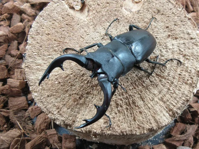 アマミノコギリクワガタ71ミリ