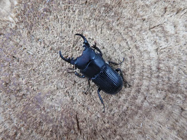 天然ネブトクワガタ(宮崎県産)24ミリ