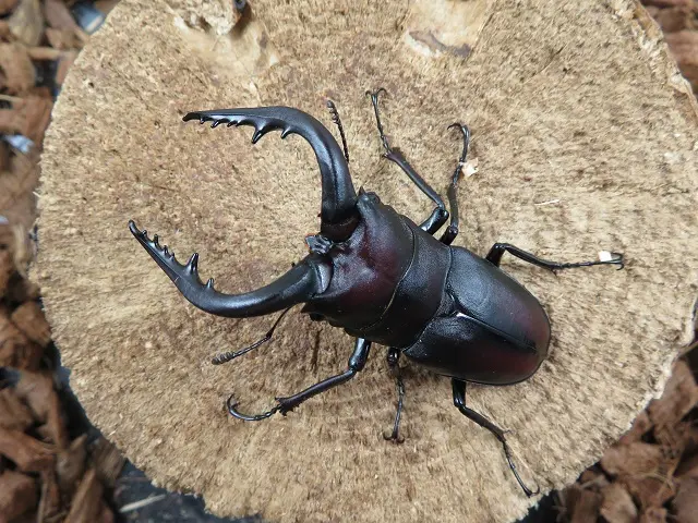 国産ノコギリクワガタ65ミリ