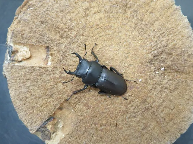 アマミコクワガタ32ミリ