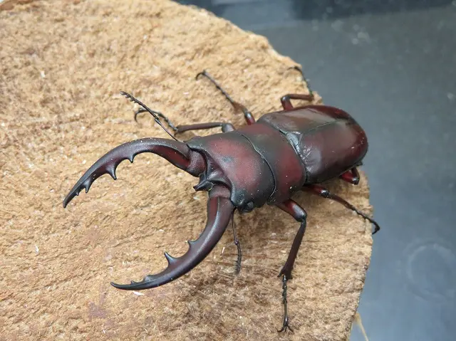 天然トクノシマノコギリクワガタ63ミリ(赤タイプ)