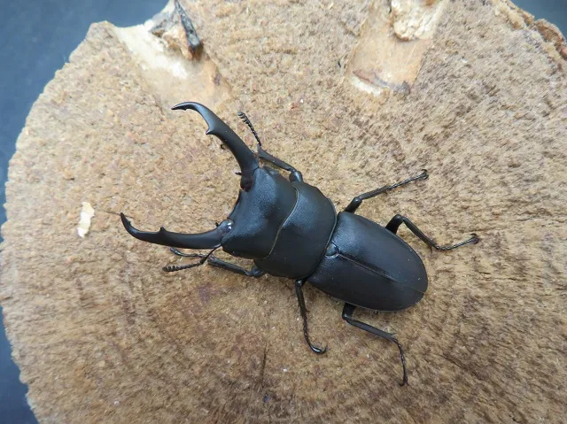 国産コクワガタ（福岡県福津市）46ミリ