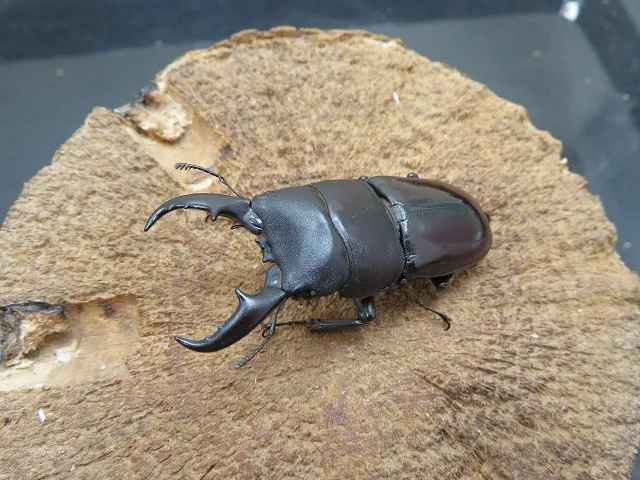 ダイトウヒラタクワガタ（南大東島産）52ミリペア販売/クワガタ工房 虫吉