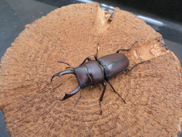 ヤクシマコクワガタ43ミリ