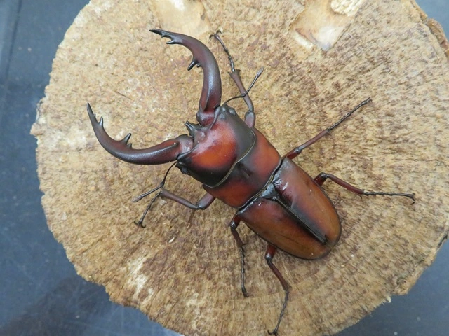 トカラノコギリクワガタ（悪石島）66ミリ