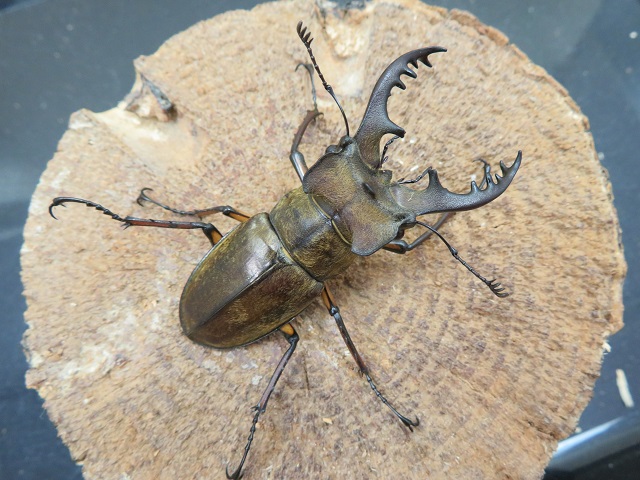 27日限定激安】余品お楽しみクワガタカブトムシBOX