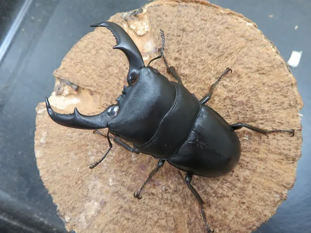 アマミヒラタクワガタ72ミリ
