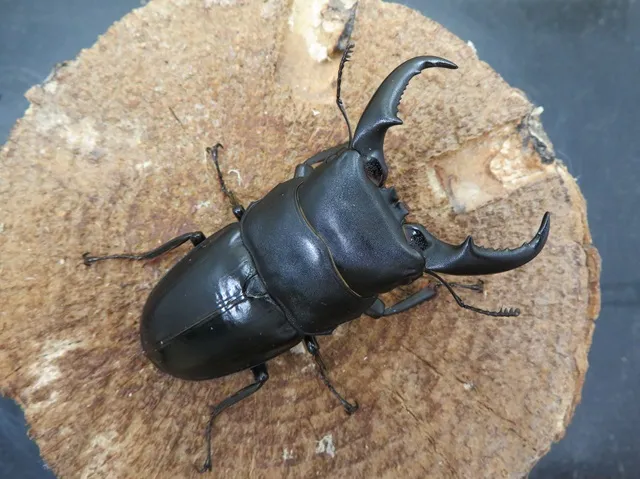 オキナワヒラタクワガタ（久米島）66ミリ