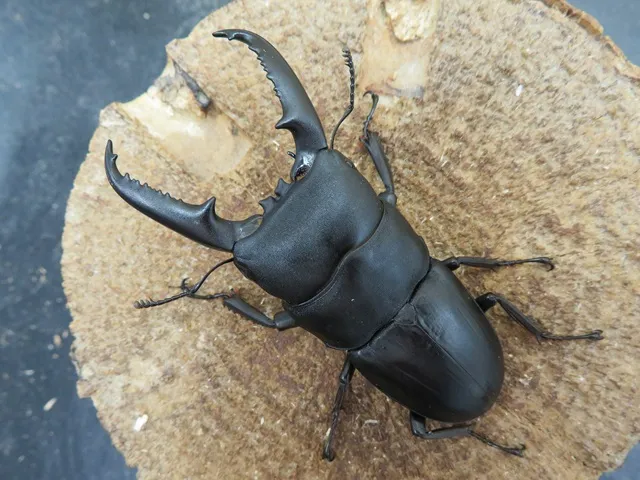 ゴトウヒラタクワガタ（中通島）70ミリ