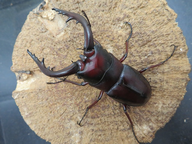 クチノエラブノコギリクワガタ７０ミリ