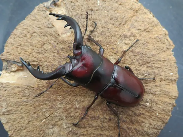 トクノシマノコギリクワガタ【赤タイプ】68ミリペア販売/クワガタ工房 虫吉