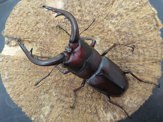 クチノエラブノコギリクワガタ69ミリ