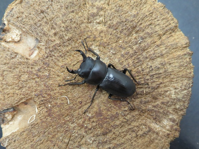 トクノシマコクワガタ33ミリ