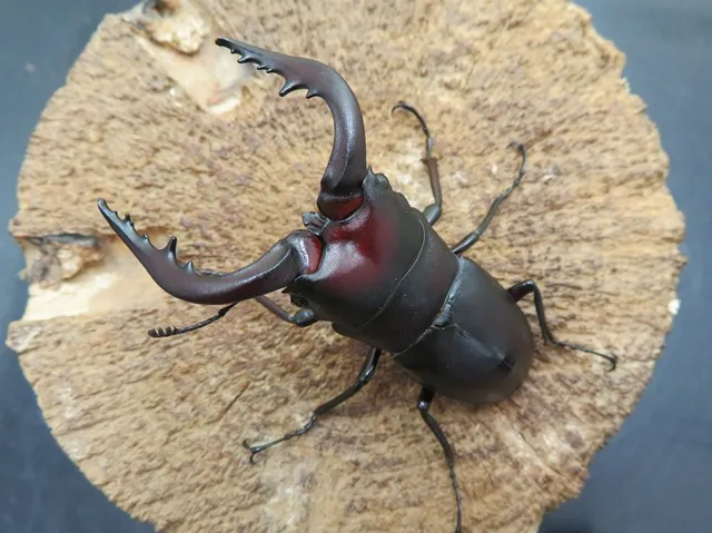 種子島産ノコギリクワガタ特大64ミリペア販売/クワガタ工房 虫吉