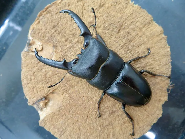 イキヒラタクワガタ72ミリ