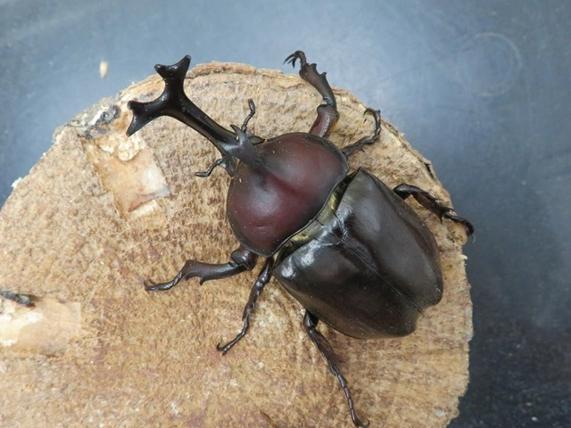 展足済み！ カタゾウムシ　6匹セット 国産カブトムシ（福岡県福津市産）70ミリペアの販売/クワガタ