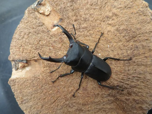 コクワガタ（福岡県福津市）47ミリ