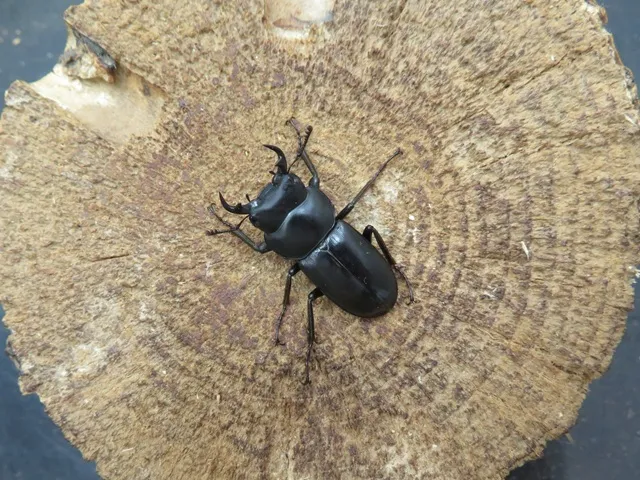 オキナワコクワガタ30ミリ