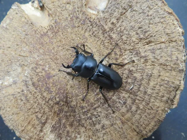 オキナワコクワガタ31ミリ