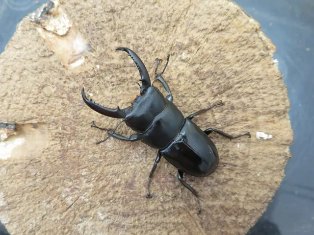 チョウセンヒラタクワガタ(対馬産)48ミリペア販売/クワガタ工房 虫吉
