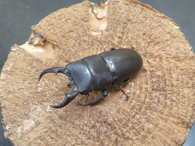 ダイトウヒラタクワガタ 標本 ダイトウヒラタクワガタ（南大東島産）54ミリペア販売/クワガタ工房 虫吉