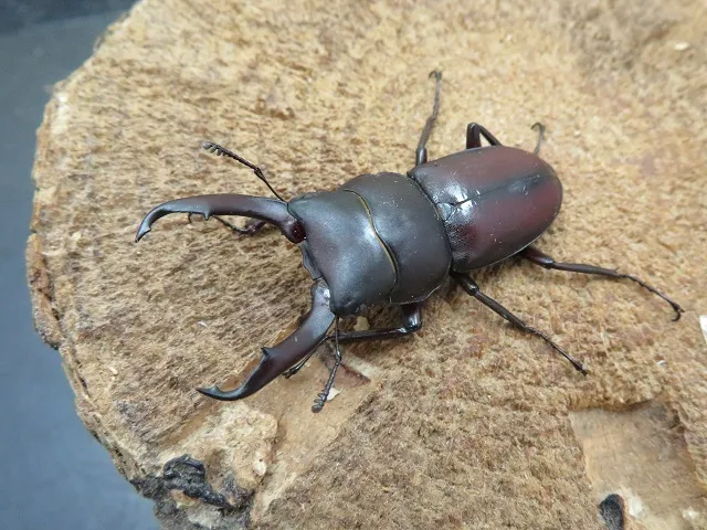 ヤクシマコクワガタ46ミリ