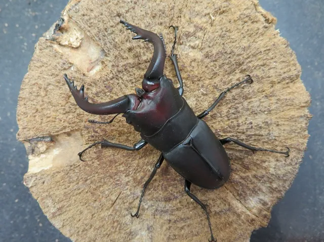 国産ノコギリクワガタ（福岡県福津市）66ミリ