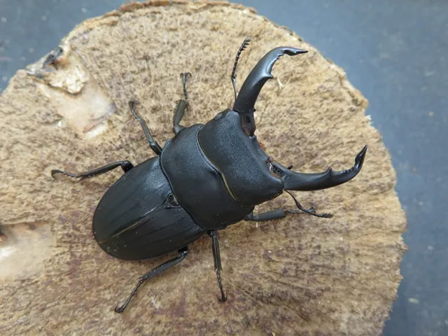 クワカブ好き クワカブ好き ̗̀🎁 ̖́-💓