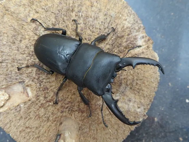 国産ヒラタクワガタ（熊本県）66ミリ
